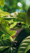 A frog that can photosynthesize, just like a plant. mobile phone wallpaper or advertising background