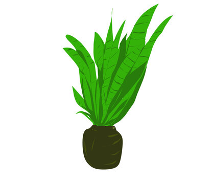 Plant in a pot isolated on white background 