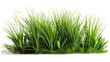 grass on white background