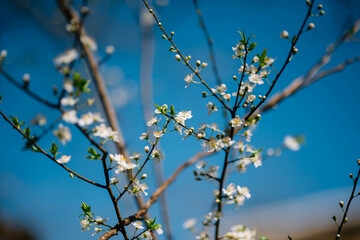 Poster - Cherry branch White flowers close with a blue background