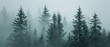  a forest filled with lots of tall trees covered in fog and smogged in smogged in snow.
