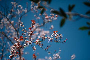 Poster - Branch Of A Tree During The Beginning Of The Spring