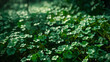 Lush green clover leaves basking in soft sunlight, embodying the tranquility of nature.