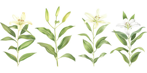 Naklejka na meble Lilies isolated on white