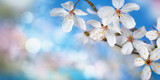 Fototapeta Krajobraz - Beautiful delicate white cherry blossoms with blue bokeh background and copy space, panorama format 