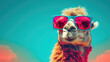 hipster llama with trendy sunglasses
