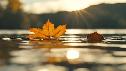 autumn leaves on the water