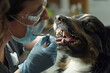 Dentista che esegue un controllo dentale su un cane
