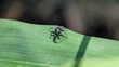 Closeup or macro of a jumping spider, Jumping spider on a green leaf, Jumping spider macro.