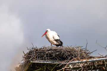 white stork in the nest