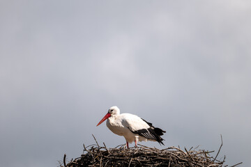 Wall Mural - white stork in the nest