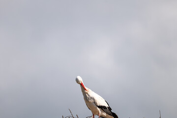 Wall Mural - stork in the nest