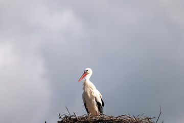 Wall Mural - white stork in the nest