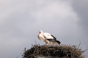 Wall Mural - white stork in the nest