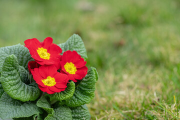 Wall Mural - blooming red primrose with yellow center. space for your text.
