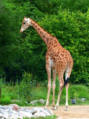 Poster - Girafe dans un parc animalier