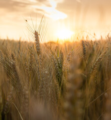 Wall Mural - Open soybean field at sunset.