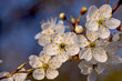 Wiosna, kwiaty wiśni oświetlone delikatnym słońcem, w tle rozmyte niebieskie niebo.