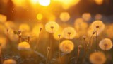 Fototapeta Przestrzenne - a beautiful summer landscape with dandelions and grass in a field at sunset, sunlight and beautiful nature