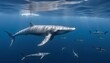 A Blue Whale With A School Of Hammerhead Sharks Sw