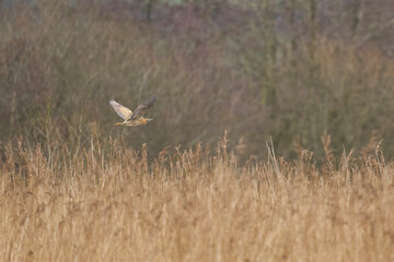 Sticker - Bittern (Botaurus Stellaris) flying low over the reedbeds of the Somerset Levels in Somerset, United Kingdom.