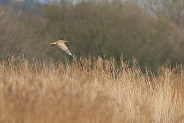 Sticker - Bittern (Botaurus Stellaris) flying low over the reedbeds of the Somerset Levels in Somerset, United Kingdom.