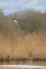 Sticker - Bittern (Botaurus Stellaris) flying low over the reedbeds of the Somerset Levels in Somerset, United Kingdom.