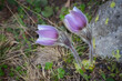 Pulsatilla vernalis commony known as Spring pasqueflower 