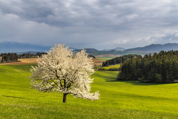 Wall Mural - Beautiful spring landscape with blossom tree and mountains in the background. View of The Velka Fatra national park in Slovakia, Europe.