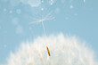 A dandelion seed is gracefully floating through the air, carried by the wind against a backdrop of an electric blue sky with fluffy cumulus clouds