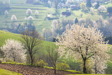 Wall Mural - Spring landscape with blossom trees on a green meadows near The Hrinova village in Slovakia, Europe.