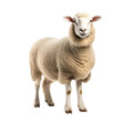 sheep isolated on transparent background