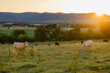 © Austockphoto - Cows grazing in paddock in golden afternoon light with the Mudgee Region's rolling hills in the back