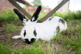Fototapeta Dziecięca - Cute curious baby rabbit bunny sitting on top with fresh grass looking at camera blur background. Adorable infant bunny white black rabbit face mammal sitting with vegetarian looking down something.