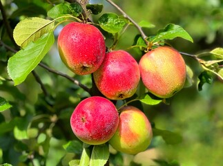 Sticker - Apples on tree branch in fruit orchard.