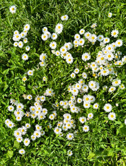 Wall Mural - Daisy Field Sunshine