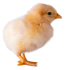 Wall Mural - Young chicken chick that is bright yellow