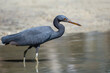 Pacific reef heron in Thailand, portrait of the eastern reef egret