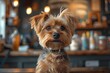 A close-up of a cute Yorkshire Terrier pet dog, giving a perky expression in a warm, cozy cafe setting with bokeh lights