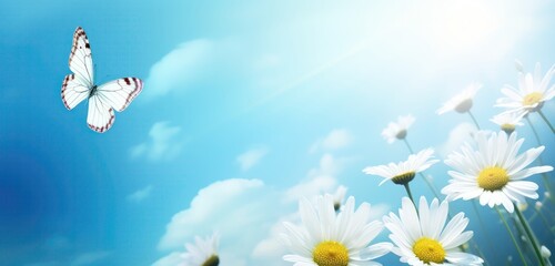 Wall Mural - Field of white cosmos flowers and butterfly in nature in the rays of sunlight, butterfly in morning fog in nature close-up large scale, Beautiful wildflowers
