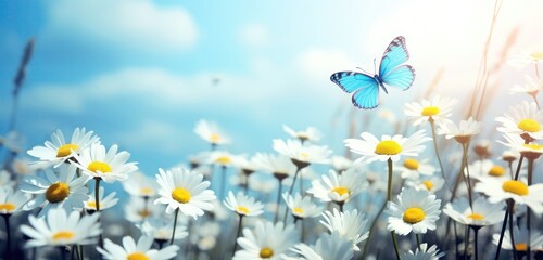 Wall Mural - Field of white cosmos flowers and butterfly in nature in the rays of sunlight, butterfly in morning fog in nature close-up large scale, Beautiful wildflowers