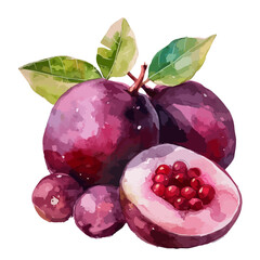 Wall Mural - Watercolor clipart of a set mangosteen fruit (grape halves fruit) plum fruit, isolated on a white background, Painting Illustration, Drawing art, Graphic Painting, Vector mangosteen.