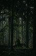 Misty forest,  fantasy forest, dark forest