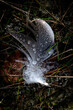 Dew on a feather lost by a bird in the forest