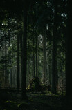 Fototapeta Tęcza - Misty forest,  fantasy forest, dark forest