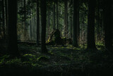 Fototapeta Tęcza - Misty forest, fantasy forest, dark forest