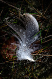 Fototapeta Tęcza - Dew on a feather lost by a bird in the forest