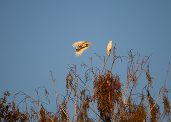 Wall Mural - A Little Corella (Cacatua sanguinea) couple in Albury, Wodonga 