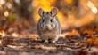 wildlife photography, authentic photo of a chinchilla in natural habitat, taken with telephoto lenses, for relaxing animal wallpaper and more