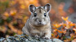 wildlife photography, authentic photo of a chinchilla in natural habitat, taken with telephoto lenses, for relaxing animal wallpaper and more